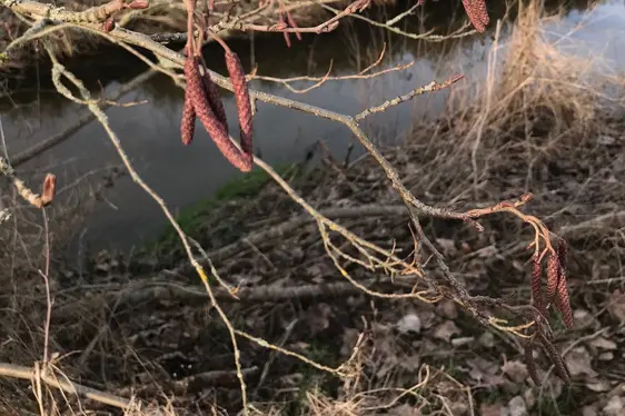 Männliche Blütenkätzchen der Schwarz-Erle (Foto: Landesagentur für Umwelt und Klimaschutz, Widmann)