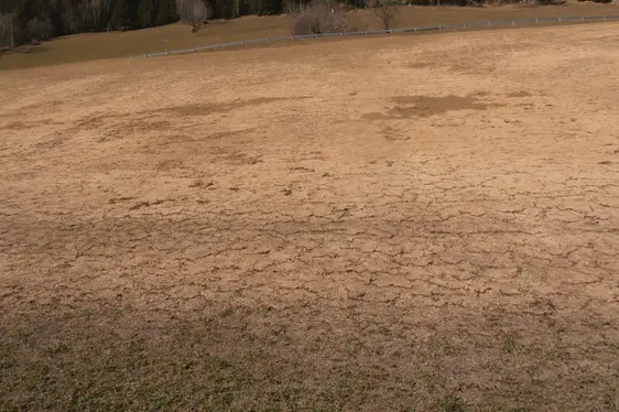 Überdüngte Wiese (Foto: Landesagentur für Umwelt und Klimaschutz, E. Stimpfl)