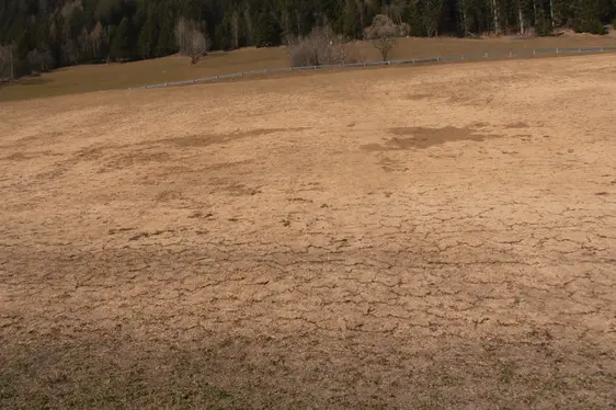 Überdüngte Wiese (Foto: Landesagentur für Umwelt und Klimaschutz, E. Stimpfl)