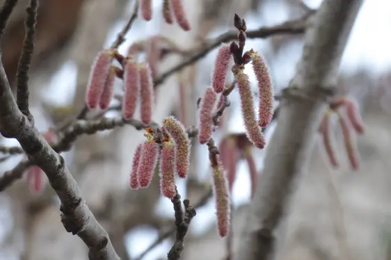 Männliche Blütenkätzchen der Silber-Pappel (Foto: Landesagentur für Umwelt und Klimaschutz, Bucher)