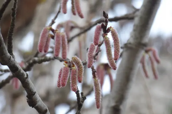 Männliche Blütenkätzchen der Silber-Pappel (Foto: Landesagentur für Umwelt und Klimaschutz, Bucher)