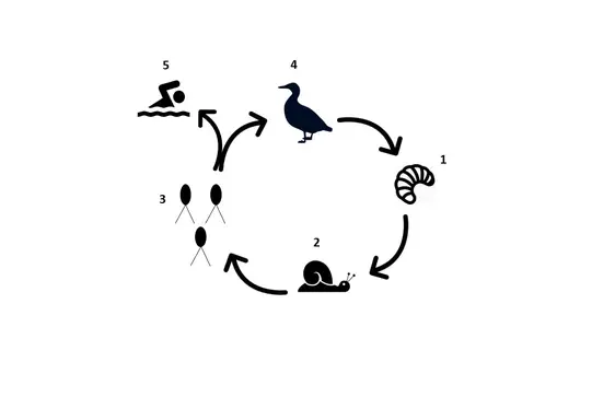 Lebenszyklus der Zerkarien (Quelle: Landesagentur für Umwelt und Klimaschutz)