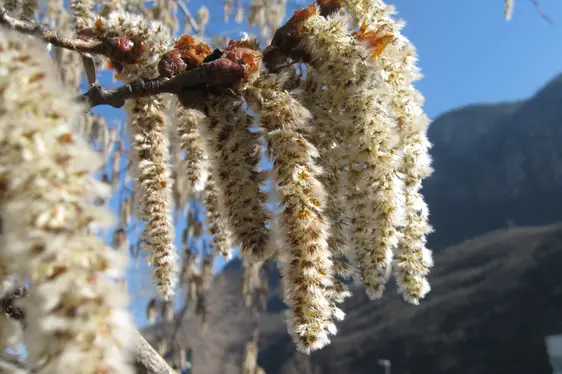 Männliche Blütenkätzchen der Zitter-Pappel (Foto: Landesagentur für Umwelt und Klimaschutz, Bucher)