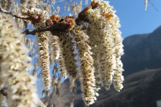 Männliche Blütenkätzchen der Zitter-Pappel (Foto: Landesagentur für Umwelt und Klimaschutz, Bucher)