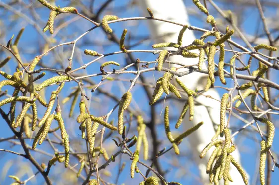 Birkenkätzchen (Foto: Landesagentur für Umwelt und Klimaschutz, Bucher)