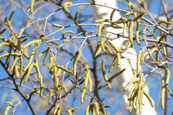 Birkenkätzchen (Foto: Landesagentur für Umwelt und Klimaschutz, Bucher)