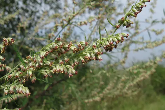 Blüten von Artemisia vulgaris (Foto: Landesagentur für Umwelt und Klimaschutz, Bucher)