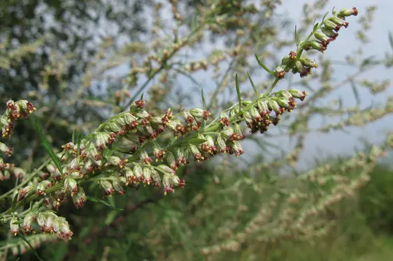 Blüten von Artemisia vulgaris (Foto: Landesagentur für Umwelt und Klimaschutz, Bucher)