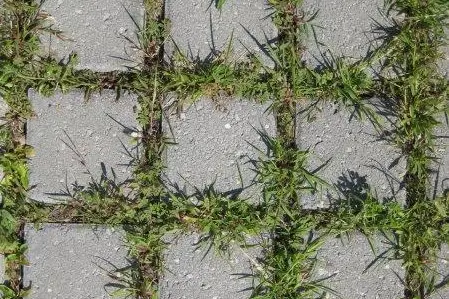 Rasenfugenpflaster (begrünte Pflasterdecke)
Der Pflasterbelag besteht aus Pflastersteinen mit Abstandshaltern.
Diese sorgen für breite Fugen zwischen den Pflastersteinen.
Der mit Gras und Pflanzen bewachsene Fugenanteil
beträgt bis zu 35%.
Geeignet für: Parkplätze, Rad- und Gehwege, Hofflächen,
Terrassen, Zufahrtswege, Gartenwege.