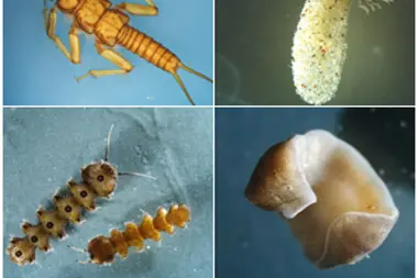 Makrozoobenthos - Verschiedene Makroinvertebraten (Foto: Landesagentur für Umwelt und Klimaschutz)