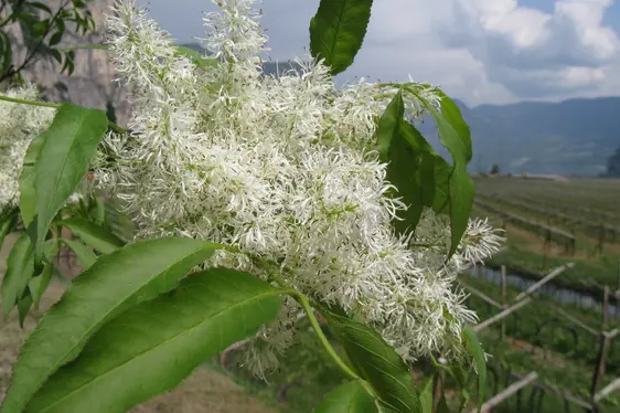 Blütenstand der Manna-Esche (Foto: Landesagentur für Umwelt und Klimaschutz, Bucher)