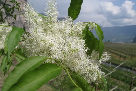 Blütenstand der Manna-Esche (Foto: Landesagentur für Umwelt und Klimaschutz, Bucher)