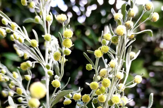 Blüten von Artemisia absithium (Foto: Landesagentur für Umwelt und Klimaschutz, Kofler)