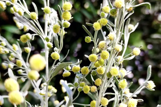 Blüten von Artemisia absithium (Foto: Landesagentur für Umwelt und Klimaschutz, Kofler)