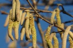 Blütenkätzchen der Hasel