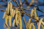 Blütenkätzchen der Hasel