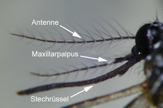 Detailansicht: Mundwerkzeuge eines Tigermücken-Weibchens (Foto: Landesagentur für Umwelt und Klimaschutz)