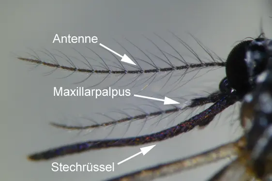 Detailansicht: Mundwerkzeuge eines Tigermücken-Weibchens (Foto: Landesagentur für Umwelt und Klimaschutz)
