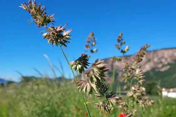 Süßgräser in Blüte (Foto: Landesagentur für Umwelt und Klimaschutz)