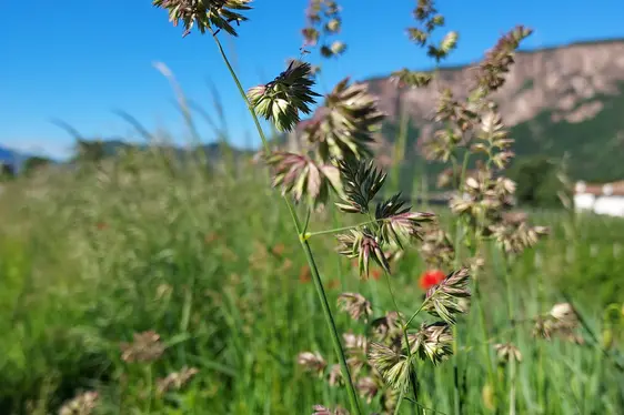 Süßgräser in Blüte (Foto: Landesagentur für Umwelt und Klimaschutz)
