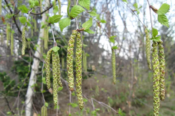 Männliche Blüte der Birke (Foto: Landesagentur für Umwelt und Klimaschutz, Bucher)