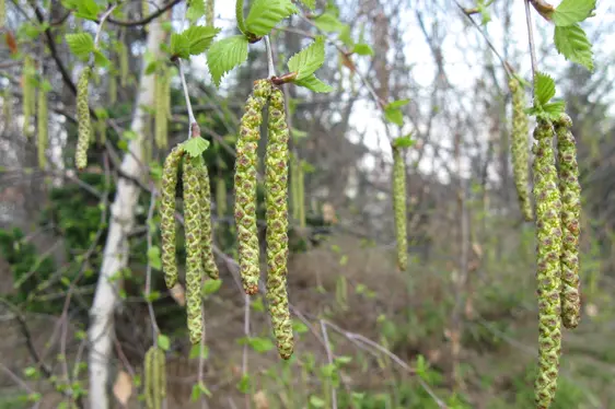 Männliche Blüte der Birke (Foto: Landesagentur für Umwelt und Klimaschutz, Bucher)
