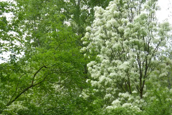 Manna-Esche in Blüte (Foto: Landesagentur für Umwelt und Klimaschutz, Bucher)