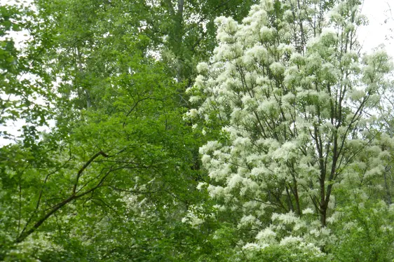 Manna-Esche in Blüte (Foto: Landesagentur für Umwelt und Klimaschutz, Bucher)