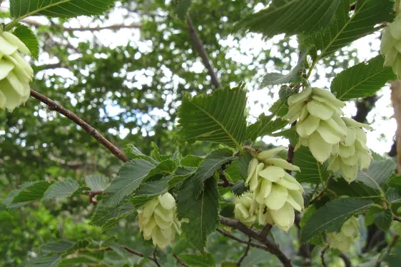 Fruchtstände der Hopfenbuche (Foto: Landesagentur für Umwelt und Klimaschutz, Bucher)
