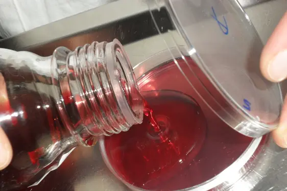 Gießen eines Nährbodens in eine Petrischale (Foto: Landesagentur für Umwelt und Klimaschutz)