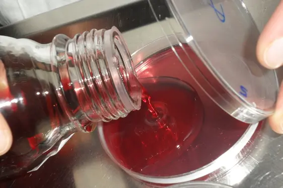 Gießen eines Nährbodens in eine Petrischale (Foto: Landesagentur für Umwelt und Klimaschutz)