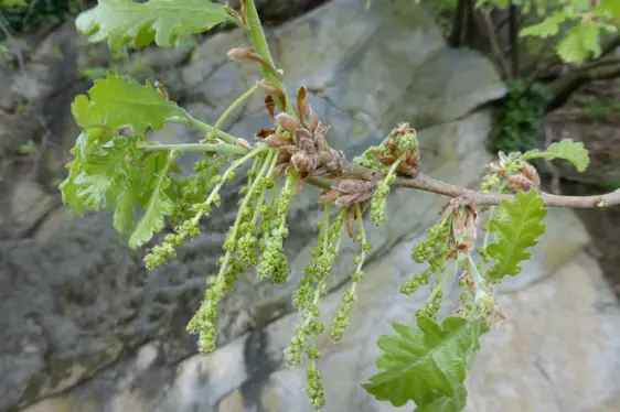 Männliche Blütenkätzchen der Flaum-Eiche (Foto: Landesagentur für Umwelt und Klimaschutz, Bucher)