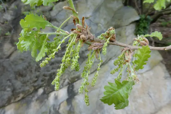 Männliche Blütenkätzchen der Flaum-Eiche (Foto: Landesagentur für Umwelt und Klimaschutz, Bucher)