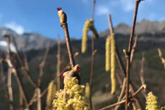 Weibliche Blüte der Hasel (Foto: Landesagentur für Umwelt und Klimaschutz, Widmann)