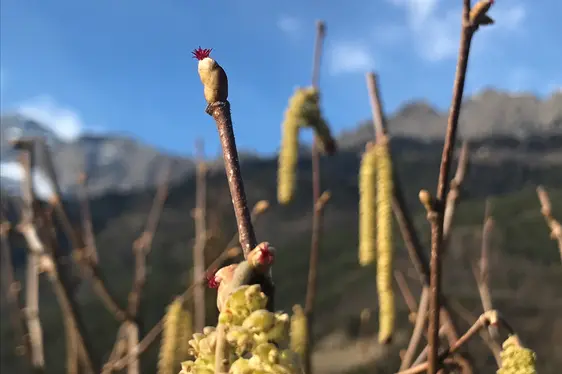 Weibliche Blüte der Hasel (Foto: Landesagentur für Umwelt und Klimaschutz, Widmann)