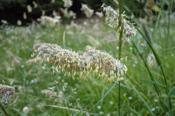 Süßgras in Blüte (Foto: Landesagentur für Umwelt und Klimaschutz, Bucher)