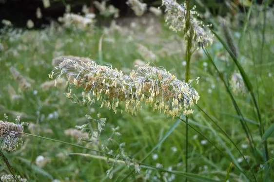 Süßgras in Blüte (Foto: Landesagentur für Umwelt und Klimaschutz, Bucher)