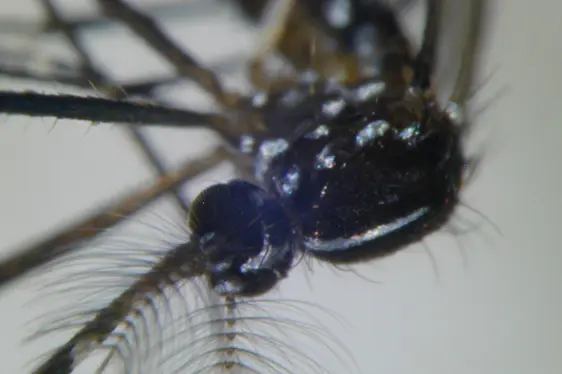 Detailansicht: Eine weiße Schuppenlinie zieht über Hinterkopf und Rücken. Die stark gefiederten Antennen weisen darauf hin, dass es sich um ein männliches Exemplar handelt (Foto: Landesagentur für Umwelt und Klimaschutz)