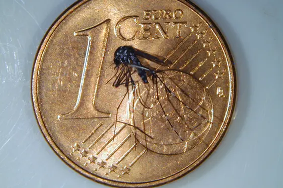 Größenvergleich: Asiatische Tigermücke auf 1-Cent-Münze (Foto: Landesagentur für Umwelt und Klimaschutz)