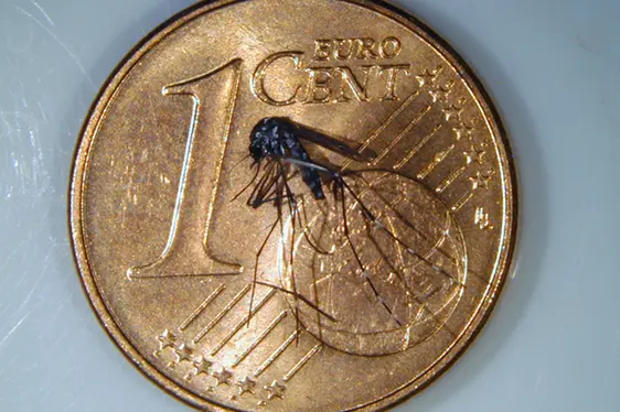 Größenvergleich: Asiatische Tigermücke auf 1-Cent-Münze (Foto: Landesagentur für Umwelt und Klimaschutz)