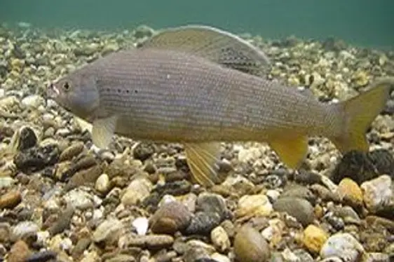 Fotogallery Fischwanderung