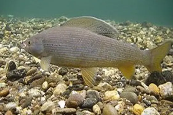 Fotogallery Fischwanderung