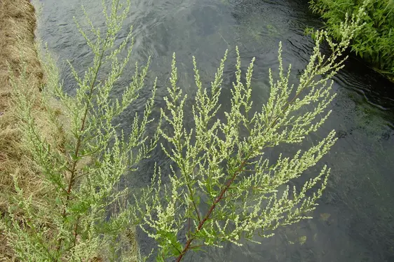 Beifuß in Blüte (Foto: Landesagentur für Umwelt und Klimaschutz, Bucher)