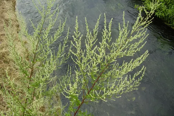Beifuß in Blüte (Foto: Landesagentur für Umwelt und Klimaschutz, Bucher)