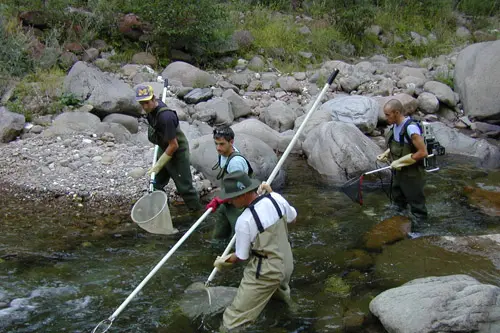 Fische, Beprobung - Elektrofischfang (Foto: Landesagentur für Umwelt und Klimaschutz)