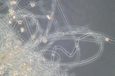 Biofilm (Foto: Landesagentur für Umwelt und Klimaschutz)