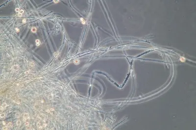 Biofilm (Foto: Landesagentur für Umwelt und Klimaschutz)