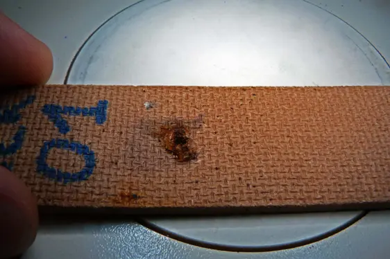 conteggio dei campioni allo stereomicroscopio (Foto: Agenzia provinciale per l'ambiente e la tutela del clima)