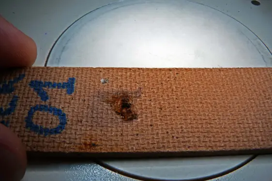 Auszählung der Proben am Stereomikroskop (Foto: Landesagentur für Umwelt und Klimaschutz)