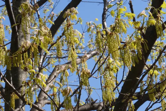 Rot-Eiche in Blüte (Foto: Landesagentur für Umwelt und Klimaschutz, Bucher)